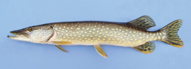Pike and Pickerel