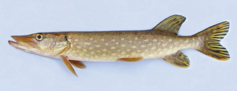 Northern pike with elongated body and light spots on greenish skin, displayed on a pale background.