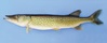 Chain pickerel with greenish body, slender shape, and chain-like markings, shown on a light blue background.