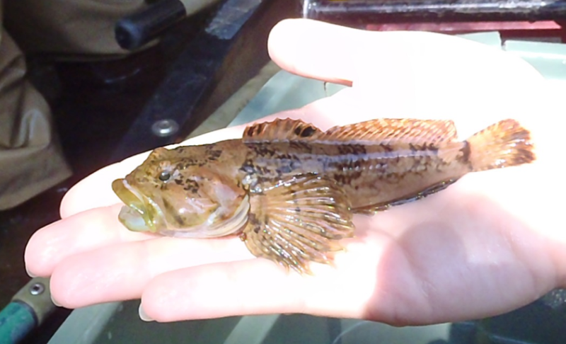 Five things you need know about catching sculpin