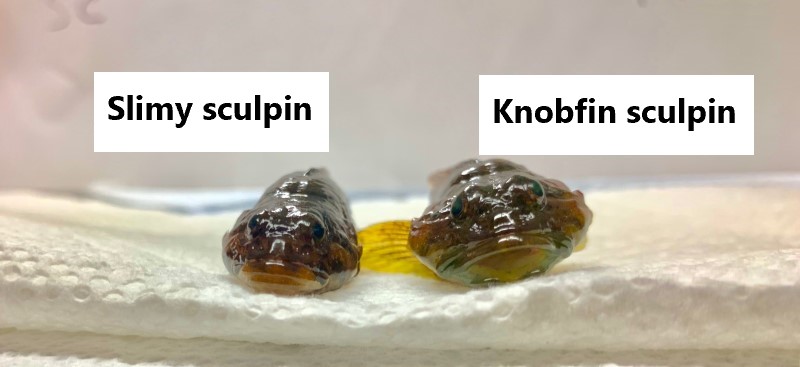 Side by side of slimy and knobfin sculpins.