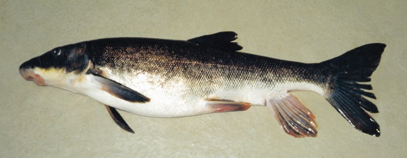 Adult longnose sucker.