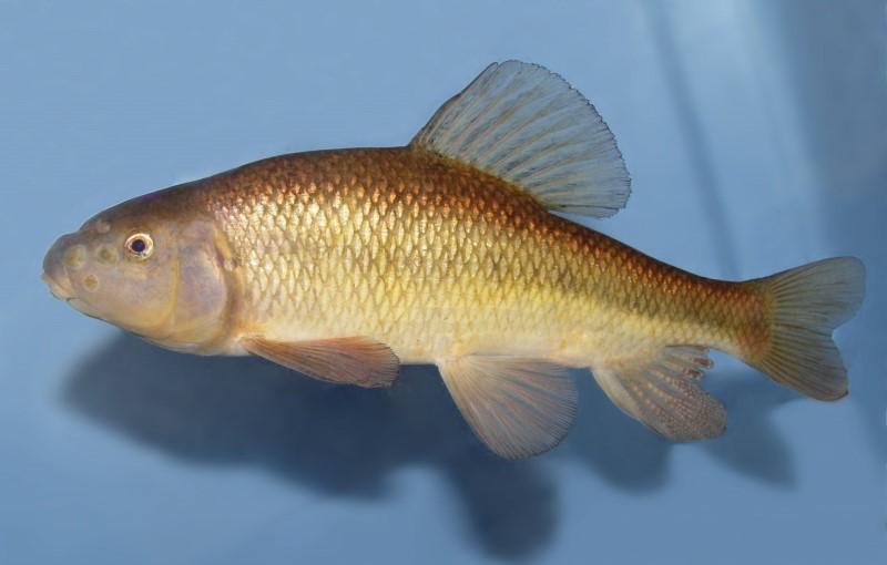 24 cm creek chubsucker in a tank.