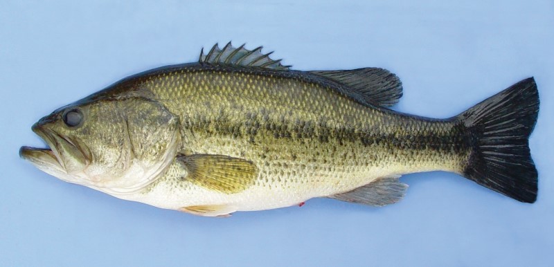 Illustration of a largemouth bass with a greenish body, horizontal stripe, and a large mouth that extends past the eye—popular freshwater game fish.