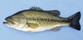Illustration of a largemouth bass with a greenish body, horizontal stripe, and a large mouth that extends past the eye—popular freshwater game fish.
