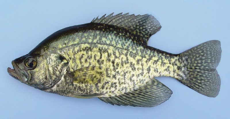Black crappie (calico bass) with a speckled pattern of dark spots on a silver body, displayed on a light blue background.