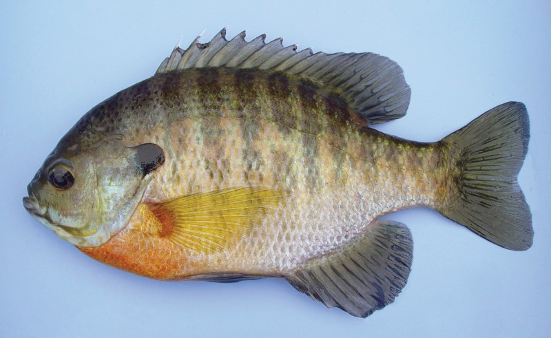 Bluegill sunfish with vibrant orange and yellow coloring on its belly and a dark spot on the gill cover, shown on a light blue background.