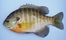 Bluegill sunfish with vibrant orange and yellow coloring on its belly and a dark spot on the gill cover, shown on a light blue background.