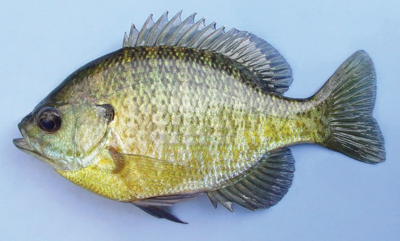 Bluegill Fish