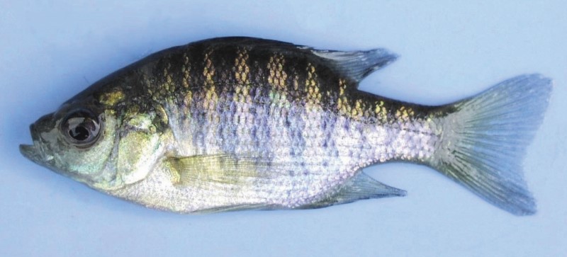 7 cm juvenile bluegill.