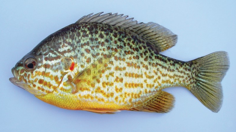 Pumpkinseed sunfish with bright orange and yellow body, green and blue speckled patterns, and a dark spot on the gill flap.