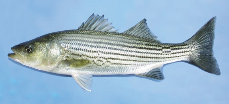 Striped bass with silver body and dark horizontal stripes, a prized game fish in both freshwater and saltwater environments.