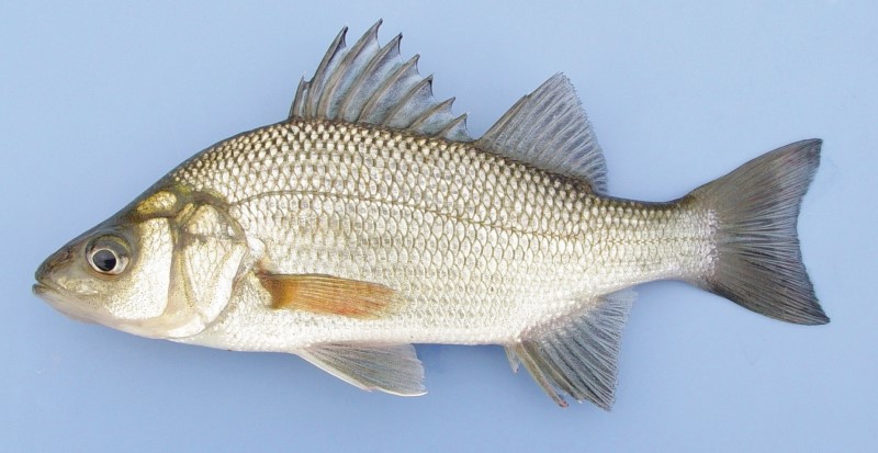 White Perch - Fishing