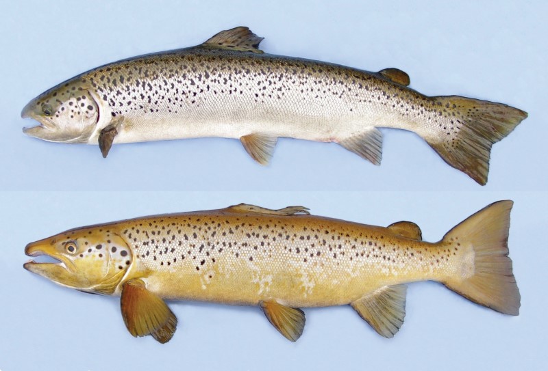 Male and female Atlantic salmon broodstock.
