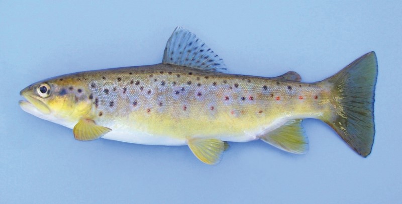 Brown trout with golden-brown body, dark spots, and pale belly—commonly found in cool rivers, lakes, and streams.