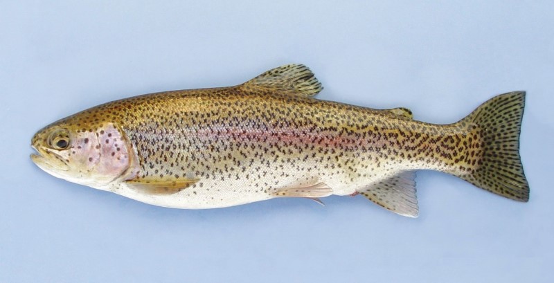 Rainbow trout with a pink lateral stripe, silvery body, and small black spots—commonly found in cold freshwater streams and lakes.