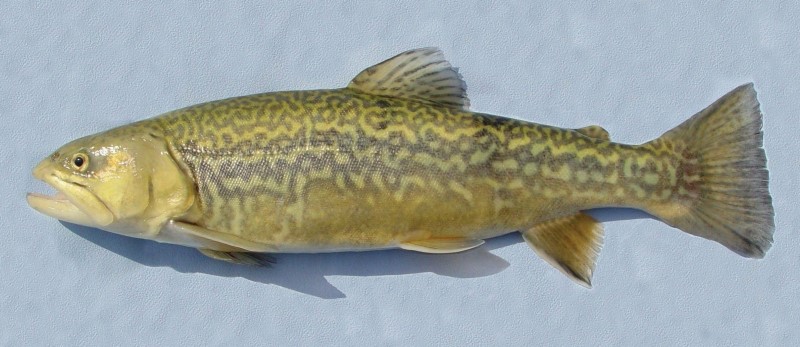 Tiger trout with distinct maze-like patterns and a golden-olive body—hybrid of brook and brown trout found in select Connecticut waters.