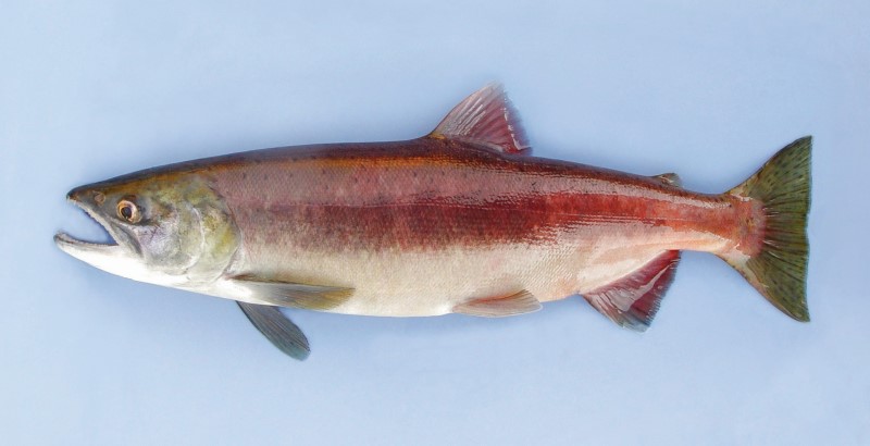 Kokanee salmon with vibrant red body and green head, displayed on a light blue background.