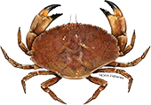 Jonah crab