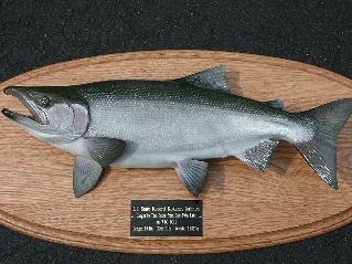 State record Kokanee salmon