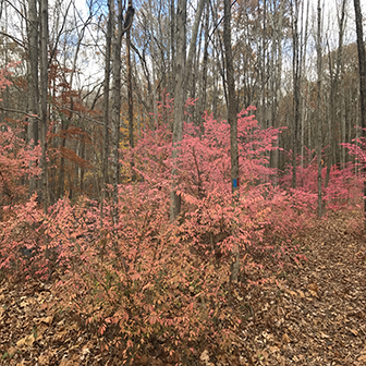 Burning bush, an invasive species, outcompeting native vegetation in the understory of a Connecticut woodlot