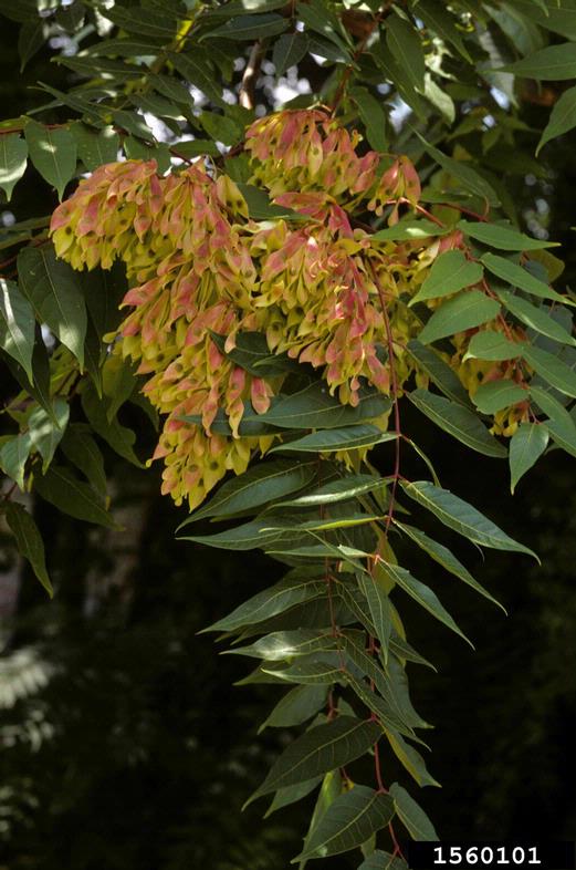 Tree of heaven (Ailanthus altissima) leaves and seeds