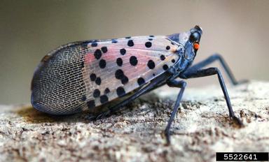 Adult spotted lanternfly