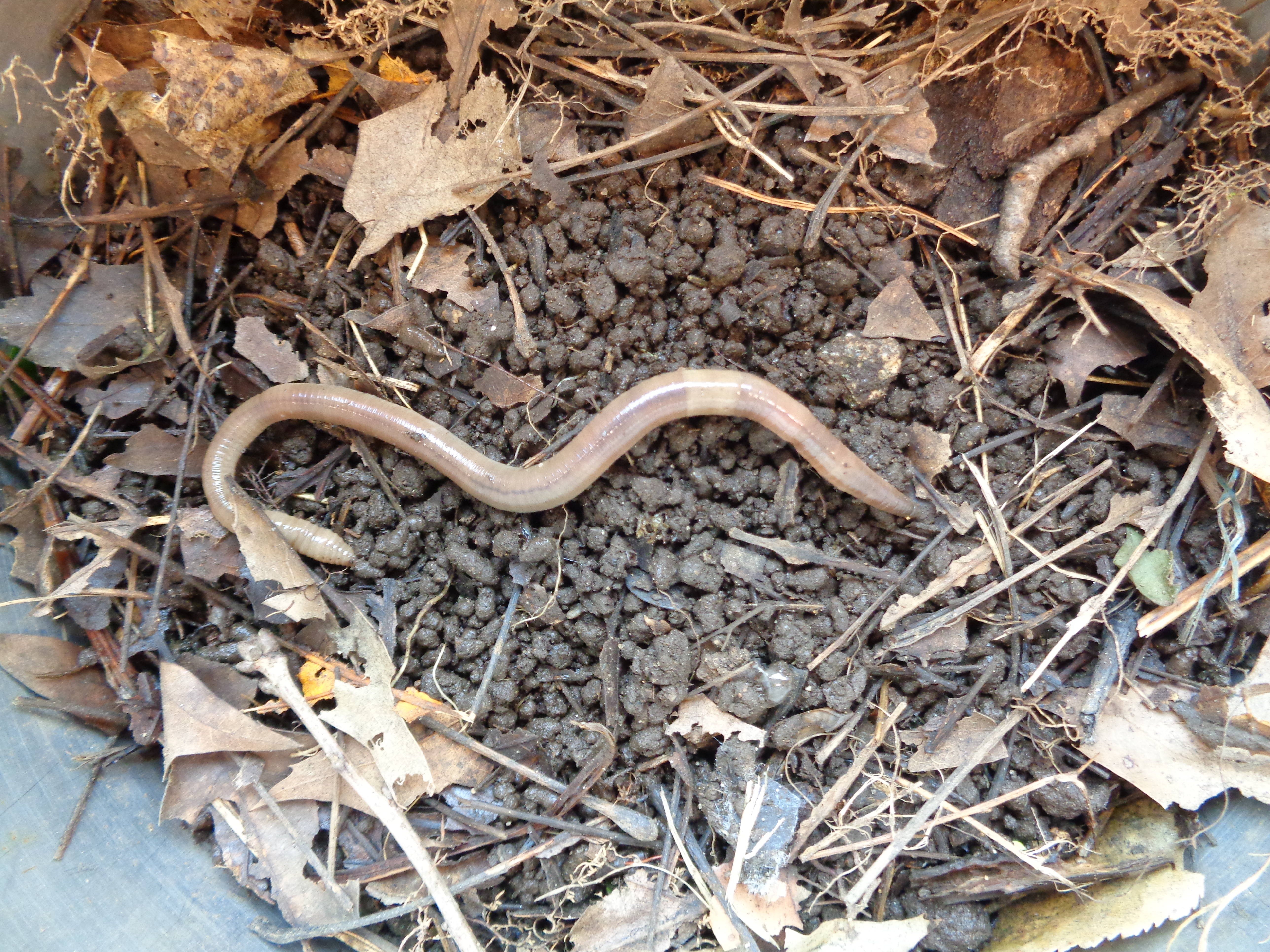 Jumping worm on top of soil castings. 
