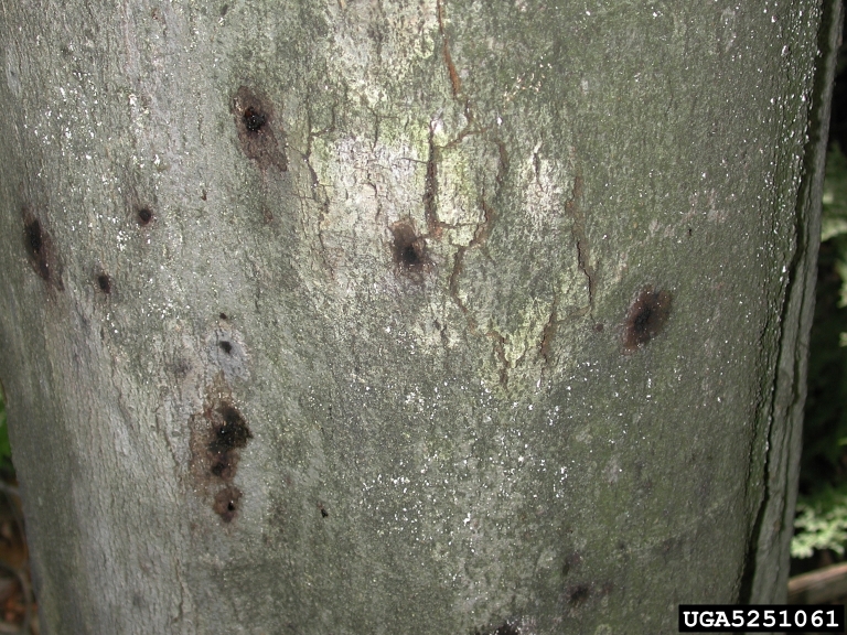 Cankers and cracks on an American beech tree caused by beech bark disease. 