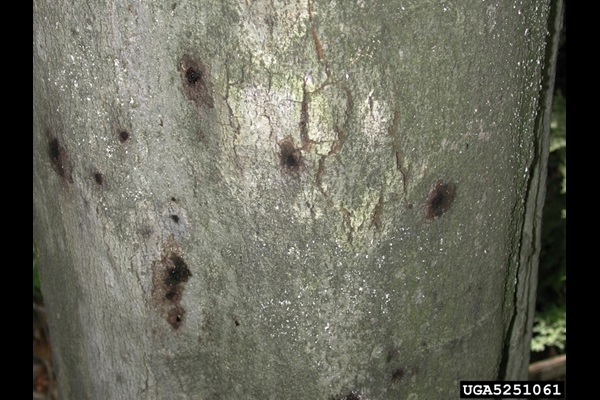 Cankers and cracks on an American beech tree caused by beech bark disease.