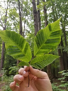 Striping on a beech leaf affected by beech leaf disease. 