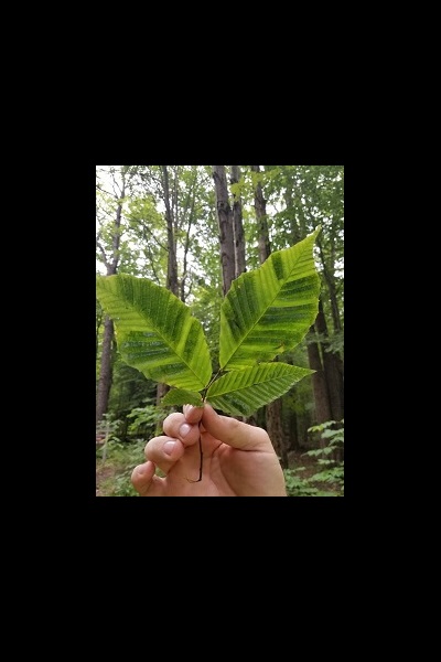 Striping on a beech leaf affected by beech leaf disease.