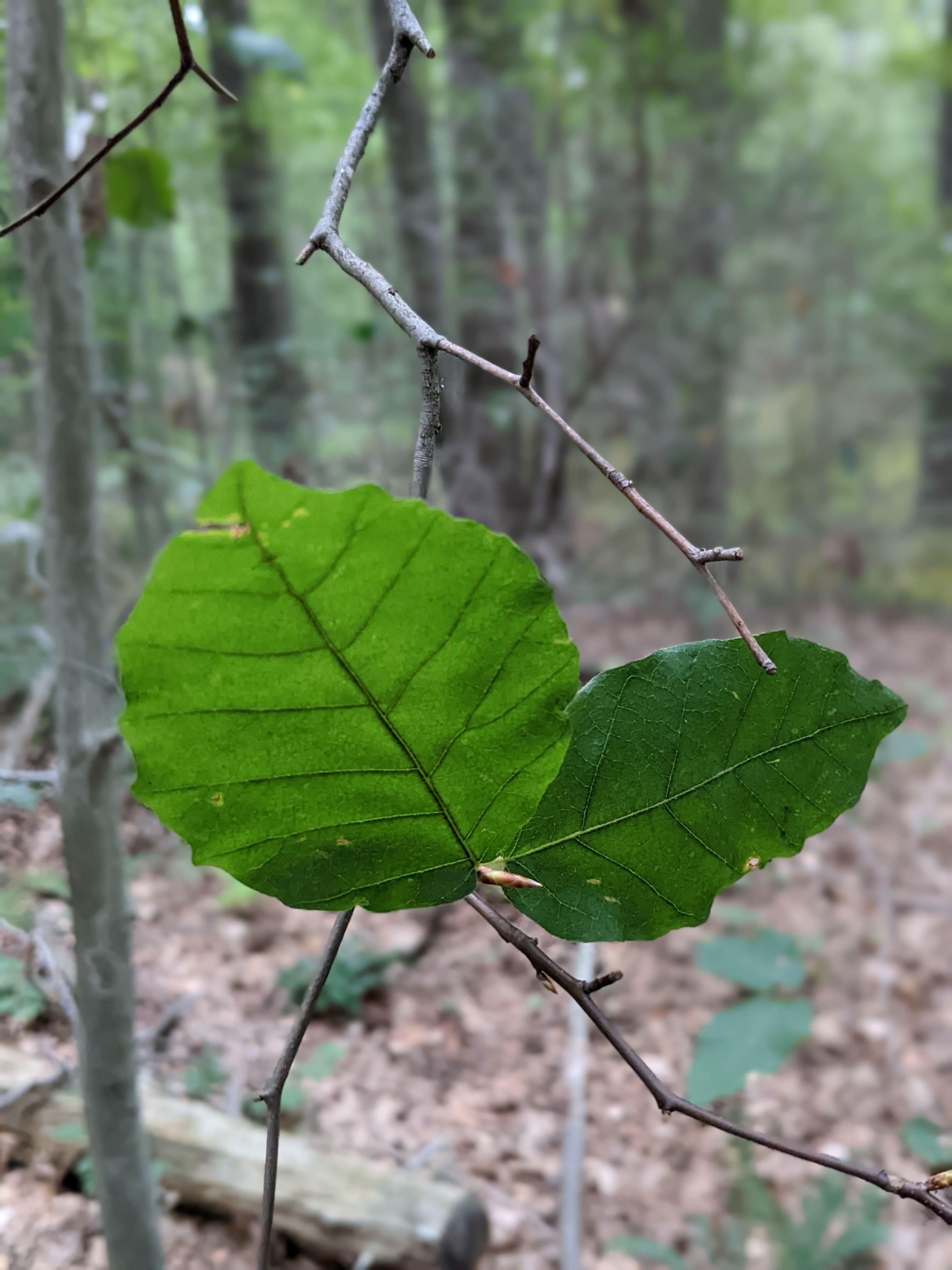 The second flush of beech leaves from a tree affected by beech leaf disease. 