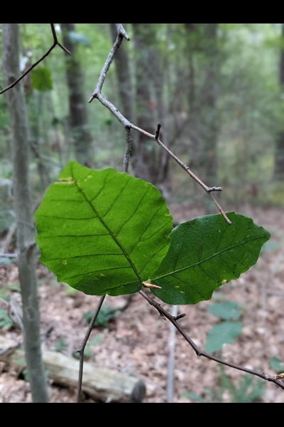 The second flush of beech leaves from a tree affected by beech leaf disease.