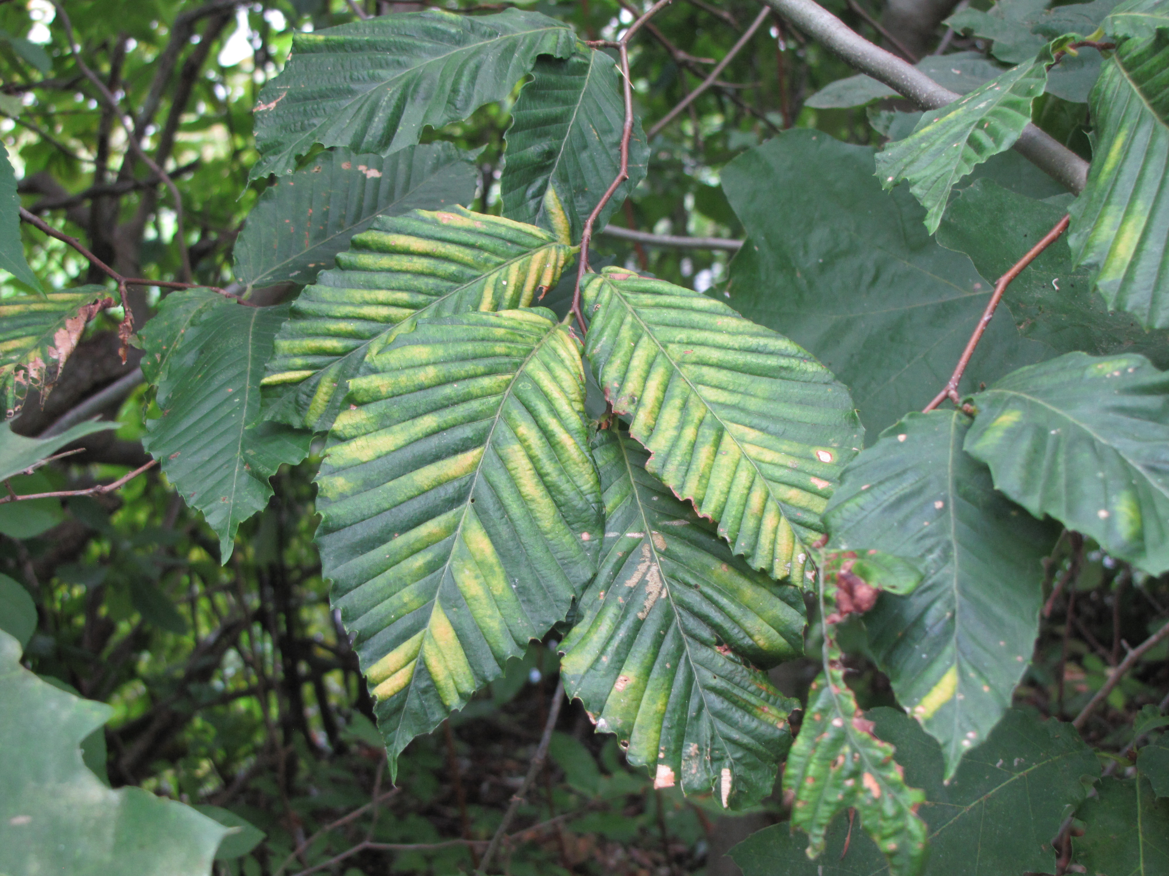 American beech tree affected by beech leaf disease. 