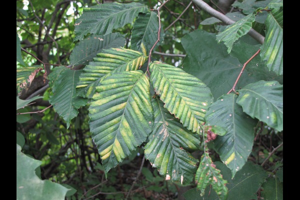 American beech tree affected by beech leaf disease.