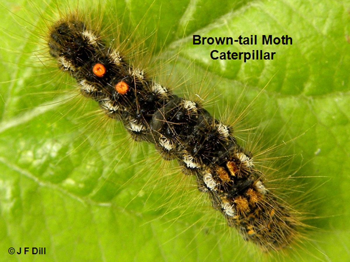 Browntail moth caterpillar, brown with hairs, orange and yellow spots 