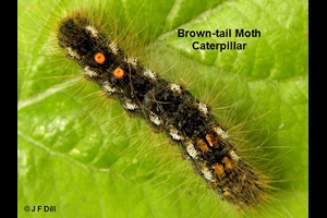 Browntail moth caterpillar, brown with hairs, orange and yellow spots