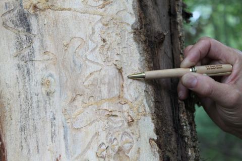 S-shaped tunnels under tree bark form the emerald ash borer 