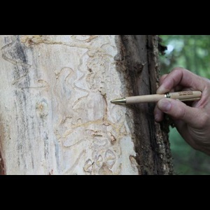S-shaped tunnels under tree bark form the emerald ash borer