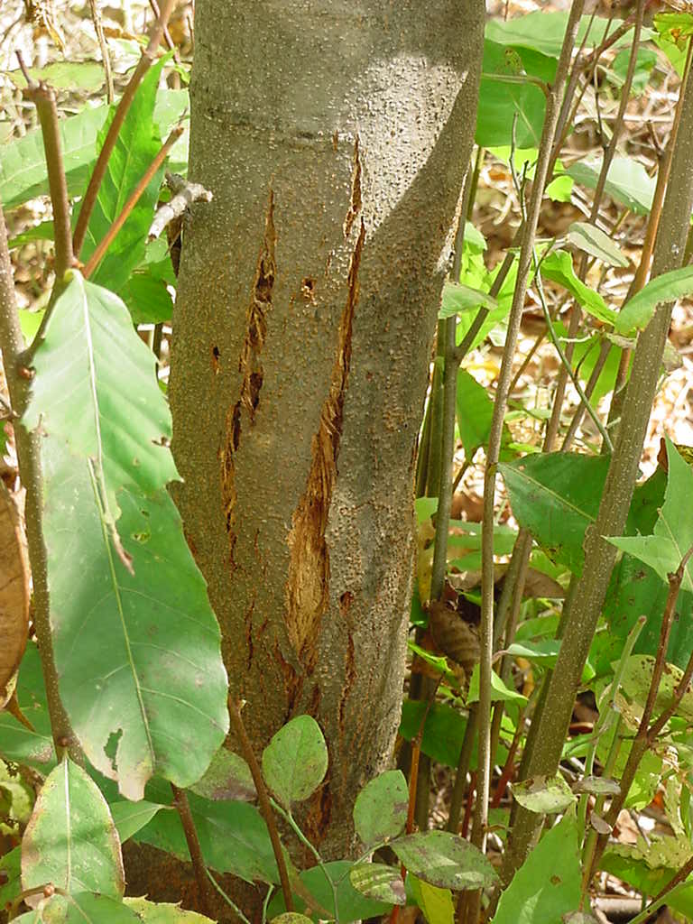 canker on a chestnut tree from the chestnut blight 