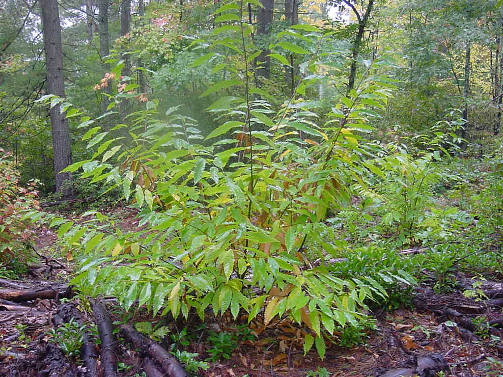 Chestnut sprouts in response to chestnut bight. 
