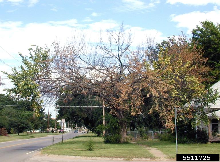 An elm tree affected by Dutch elm disease. 