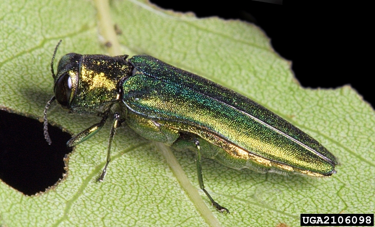 Adult emerald ash borer with green wing covers 
