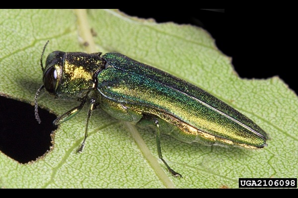 Adult emerald ash borer with green wing covers