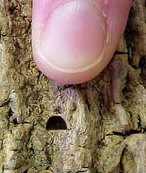 Emerald ash borer D-shaped exit hole on bark. 