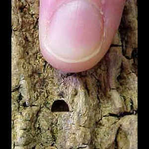 Emerald ash borer D-shaped exit hole on bark.