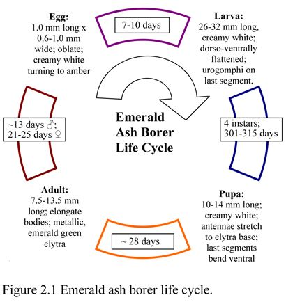Diagram illustrating the emerald ash borer life cycle. 