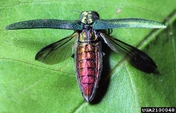 Adult emerald ash borer with green wings extended. 