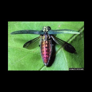 Adult emerald ash borer with green wings extended.